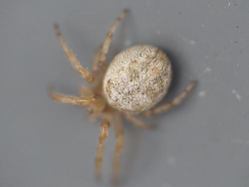 Réf. 217 515 : Larinioides sp.